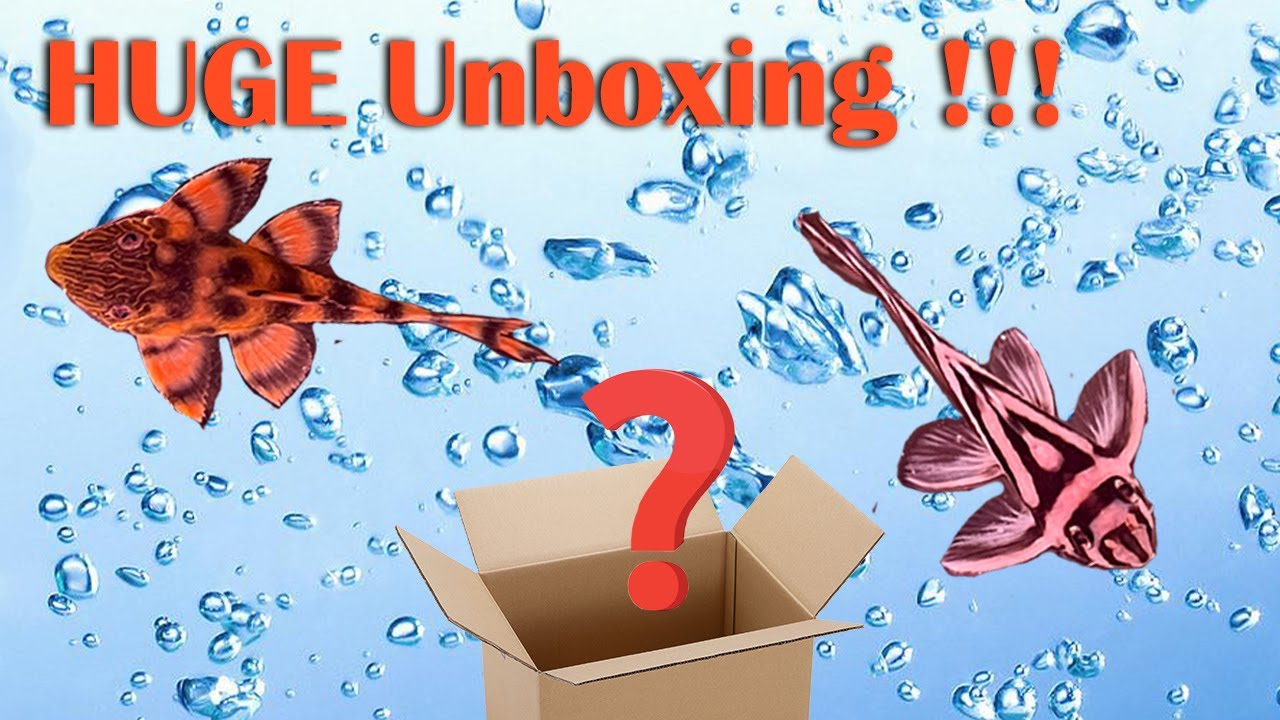 Unboxing 