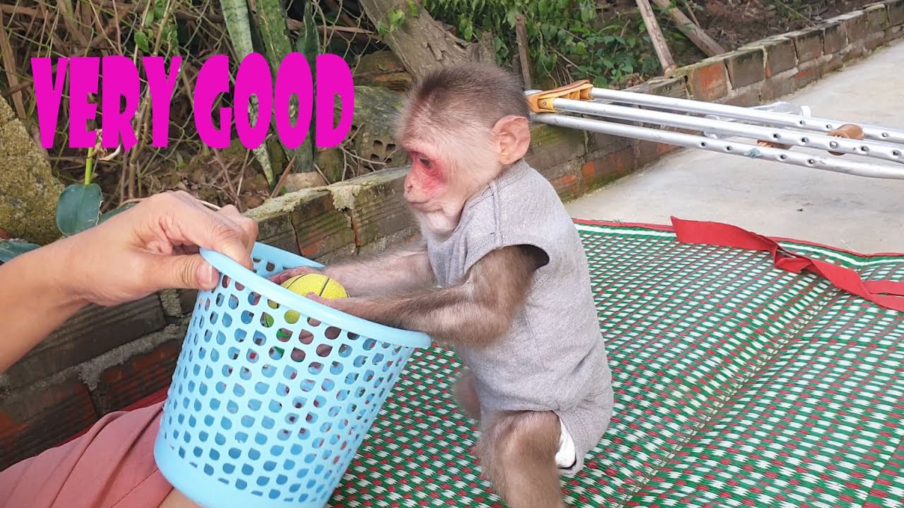 Baby monkey plays funny funny ball with mom every morning