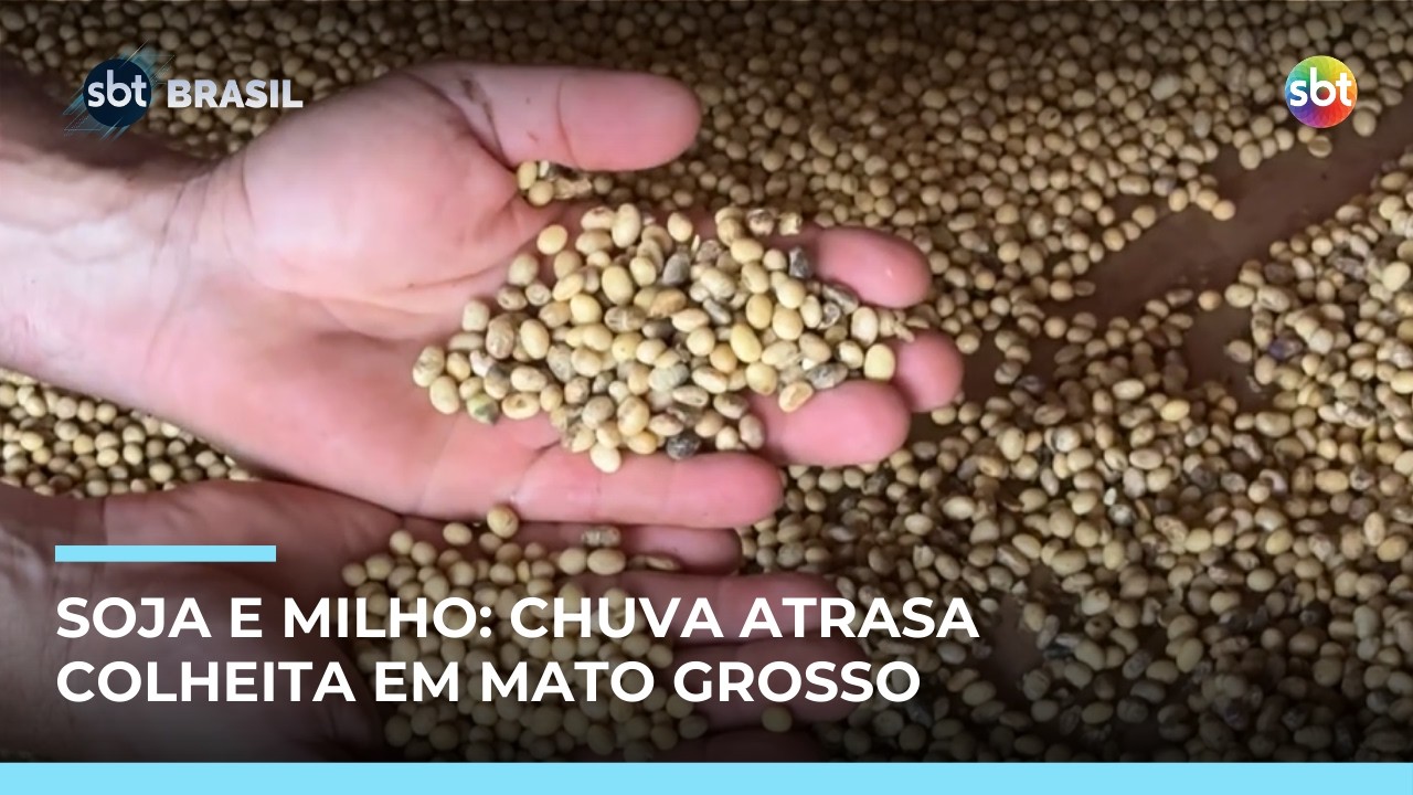 Chuva atrasa colheita de soja em Mato Grosso e eleva custos no campo | #SBTBrasil