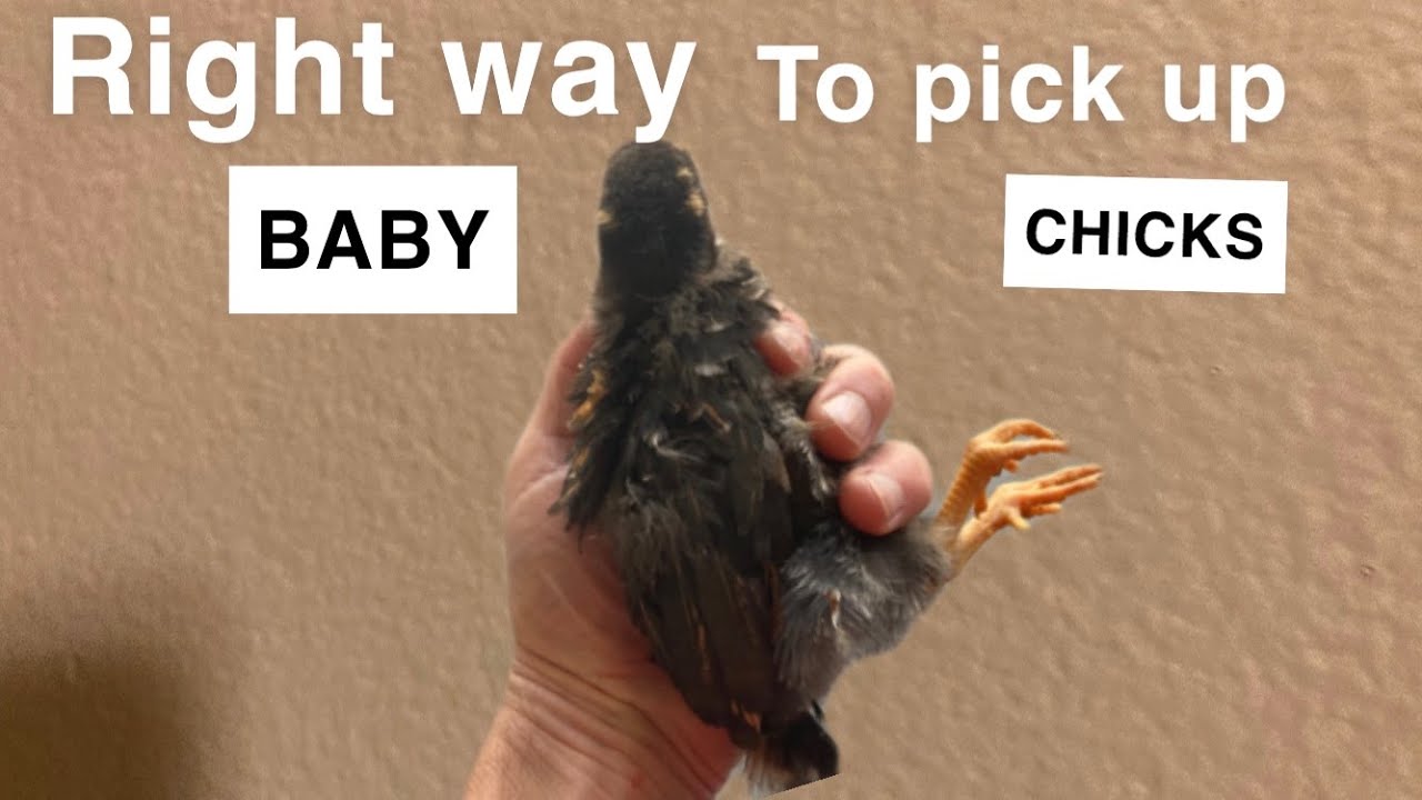 Proper way to pick up Baby Chicks