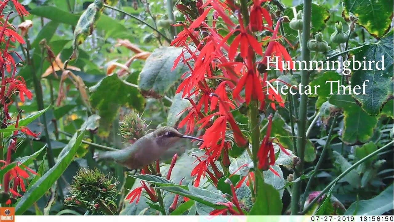 Hummingbird Nectar Thief at Cardinal Flower