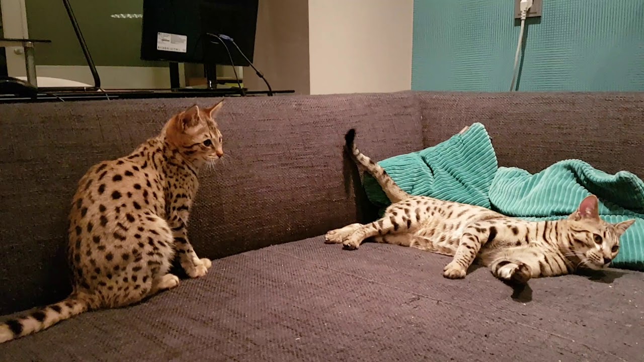 Room full of Savannah cats running around!