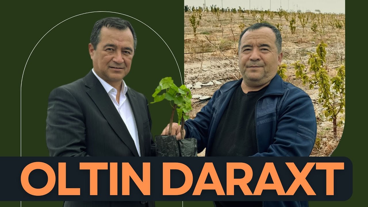 SUV YO‘QLIGI UCHUN TILLA DARAXTI EKDIK