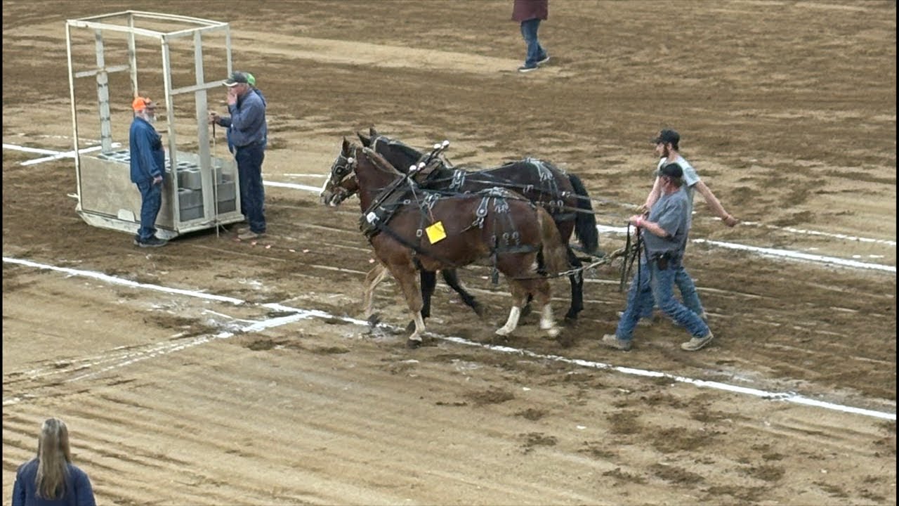Live from the farm show - draft horses pulling