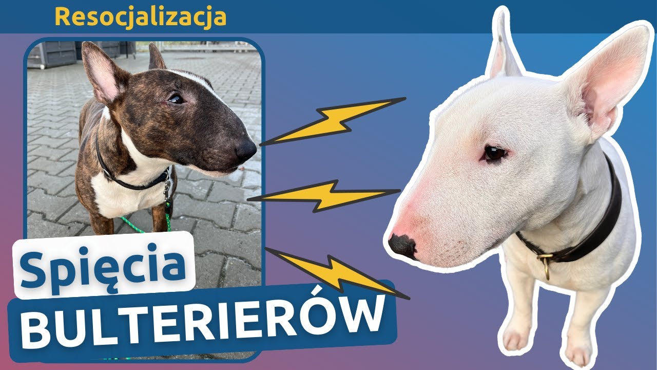 Dlaczego Bulterier atakuje inne psy? | Judasz i Donnie na Resocjalizacji