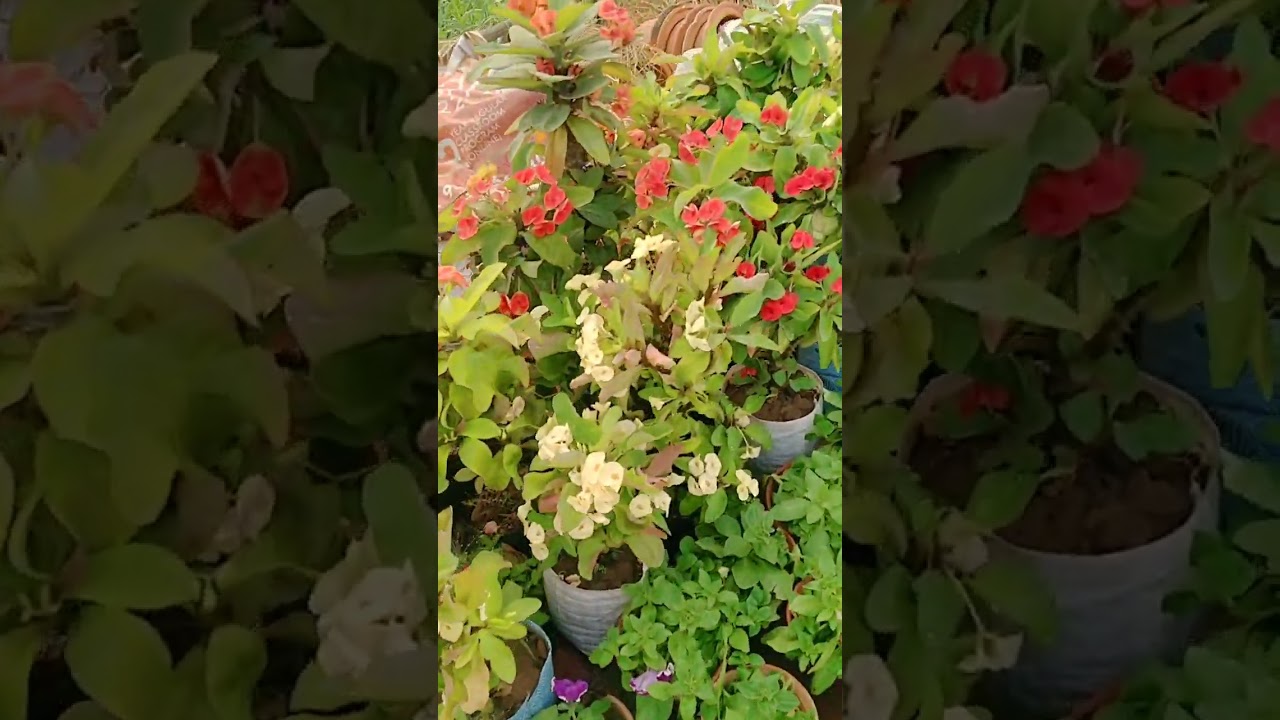 #nurseryvisit #viral #flowers #explore  #plants #ytshor #hobbygarden #winterplants  #plantsshopping