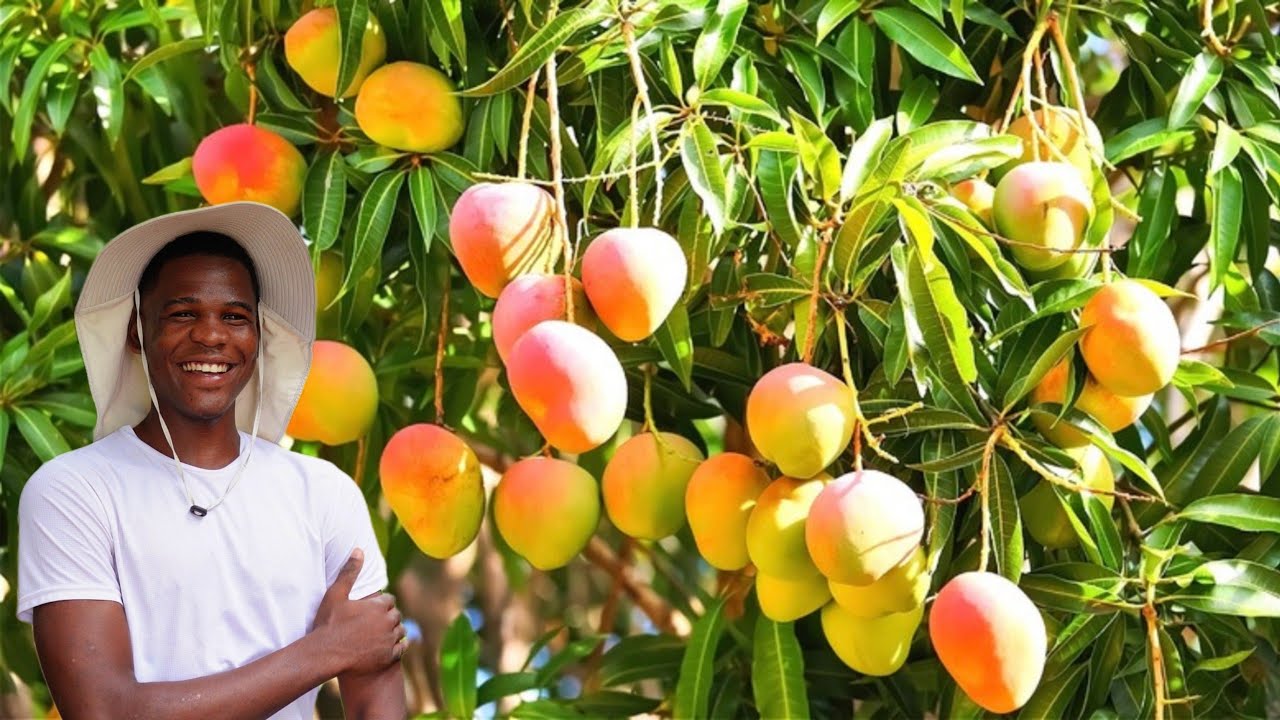 WOW!! FRUIT Trees BOSS of Jamaica!! 100's of Fruit Trees Tour Jamaica!! 🇯🇲