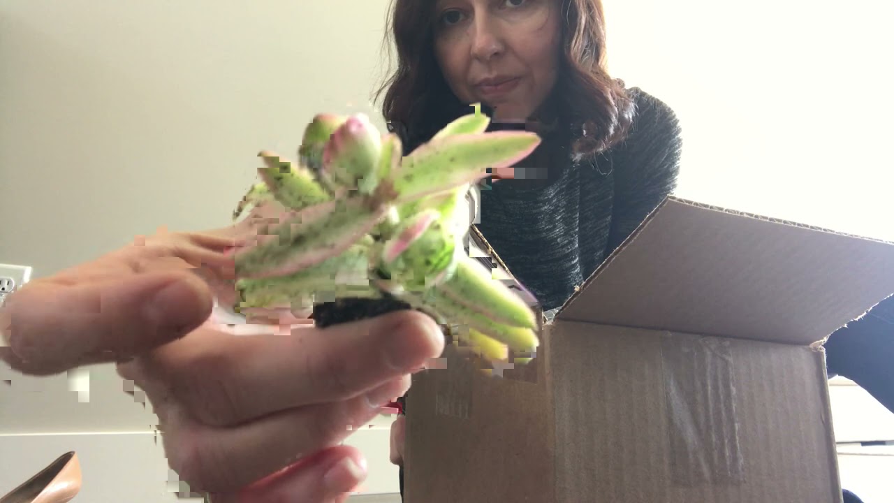 Succulent Unboxing and New Succulent Additions, Some Rare Crassulas and Echeverias