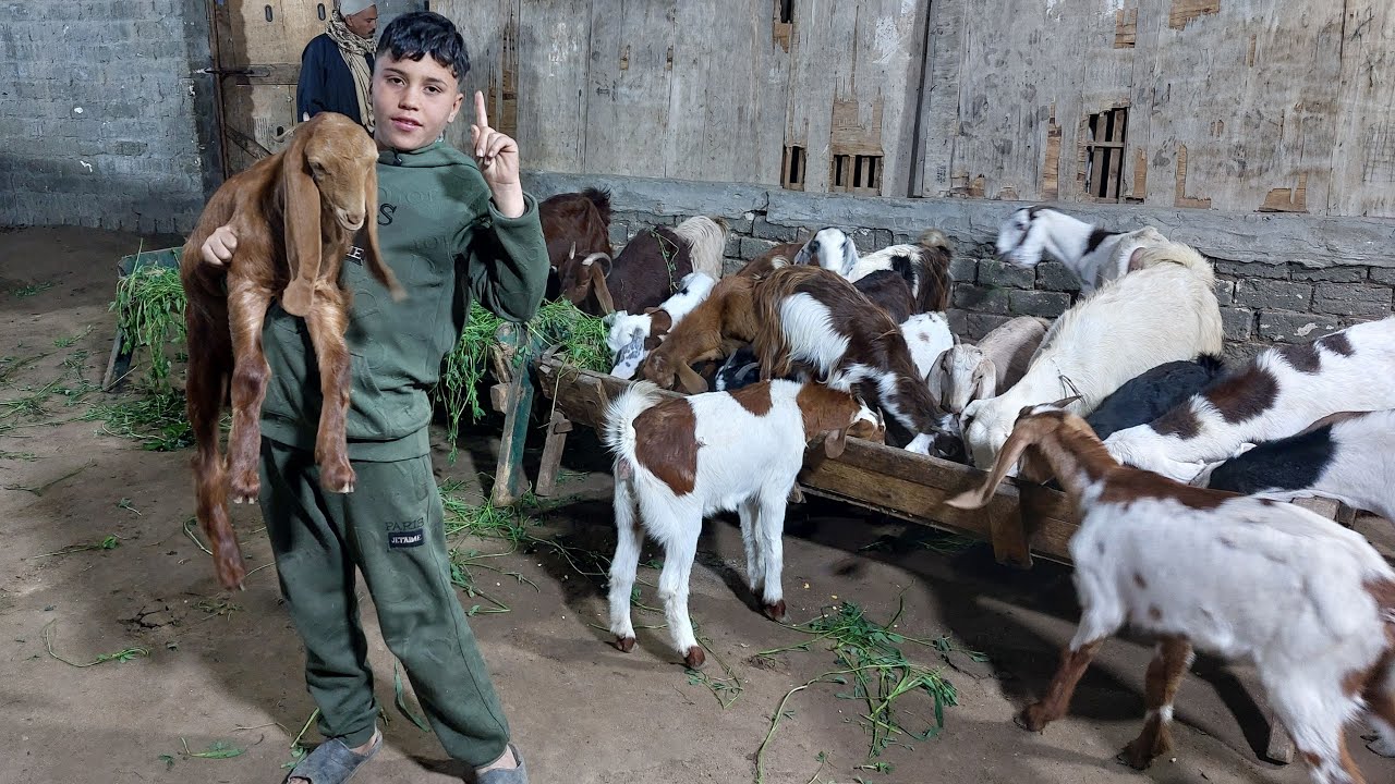 دفعة 🐑 أغنام والدين وخرفان وجديان و 🐐 🐐 ماعز ولدين من الممنوعات بمزرعة المعلم احمد حماد