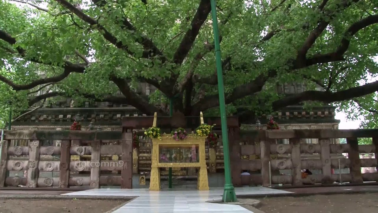 Bodhi Tree The Sacred Destinations || where Lord Buddha acquire the knowledge in gaya || dotcomm9