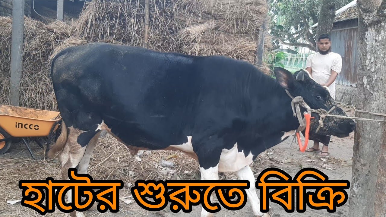 @আলহামদুলিল্লাহ হাট শুরুতে গরুটা বিক্রি হলো। দাম ১৬৫/হাজারে। বিস্তারিত তথ্যের জন্য দেখুন।