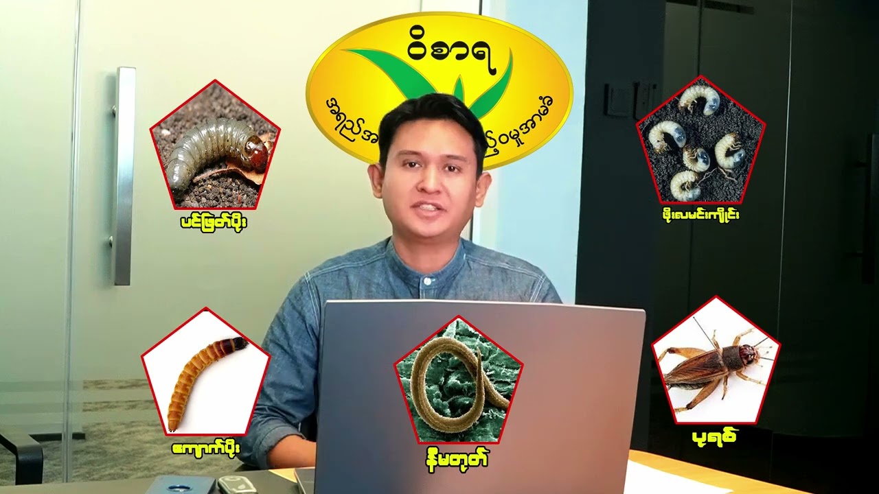 တောင်သူဦးကြီးတို့အတွက် ဘက်စုံသုံးပိုးသတ်ဆေးခဲ “စူပါဖျူဒန် ၅ဂျီ” လာပါပြီ .....