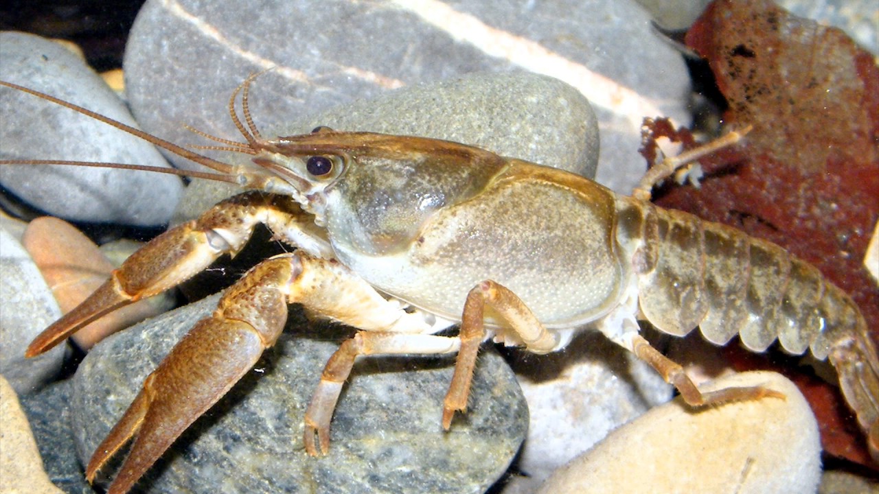 l'Huveaune et sa biodiversit&eacute;