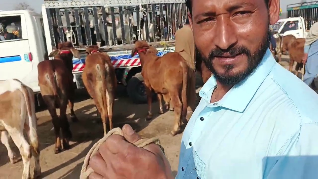 Kuthiala sheikha Mandi Rate Today