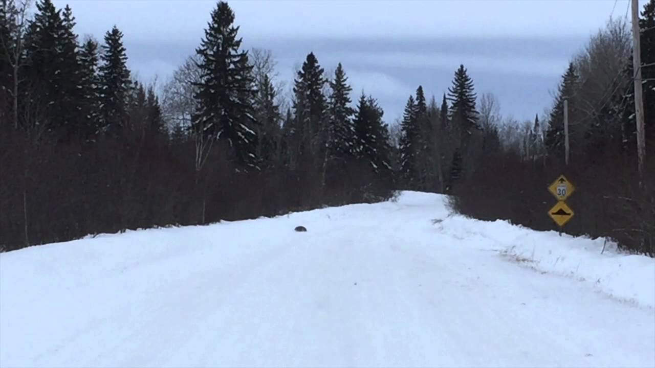un Lynx capture li&egrave;vre &agrave; Duparquet 2016