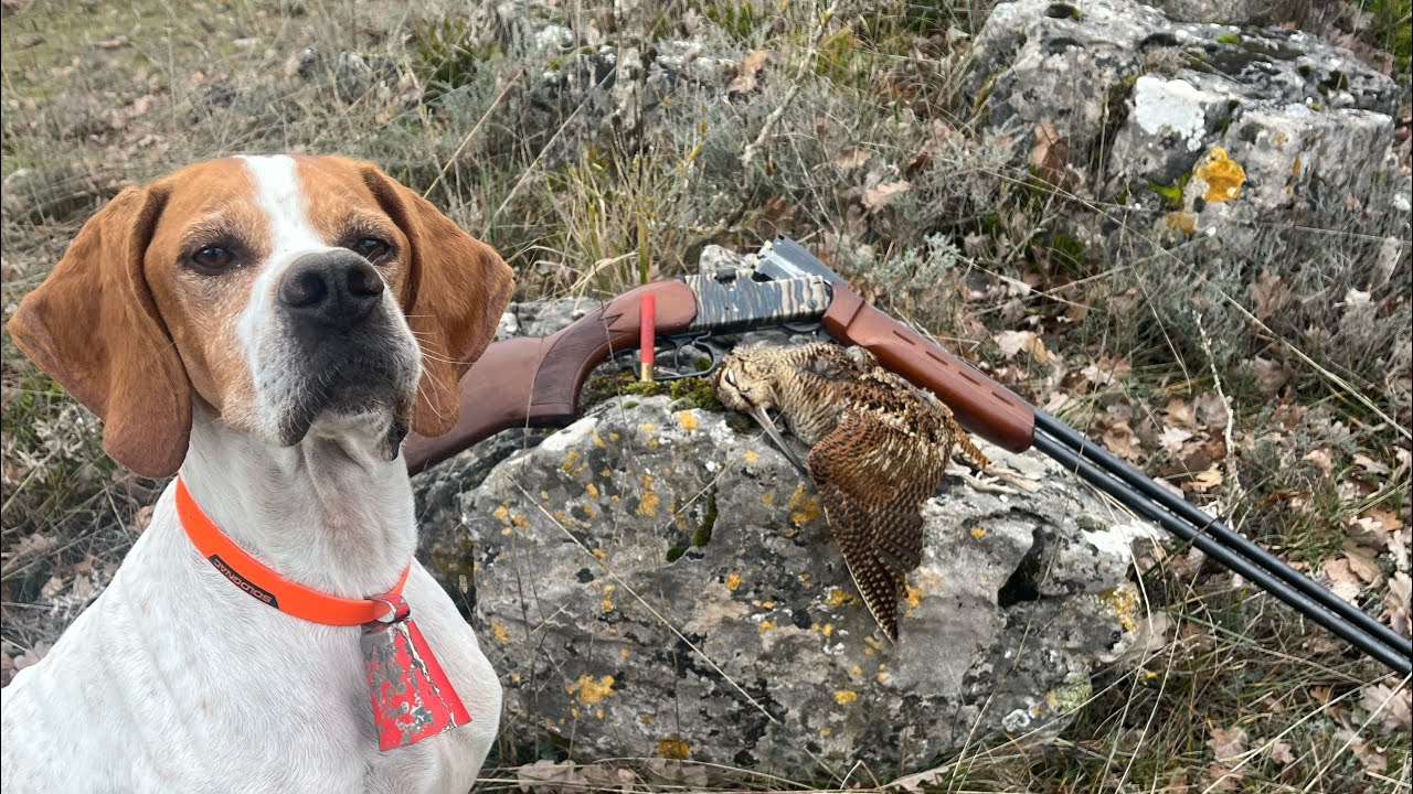 Chasse de la bécasse pointer anglais 