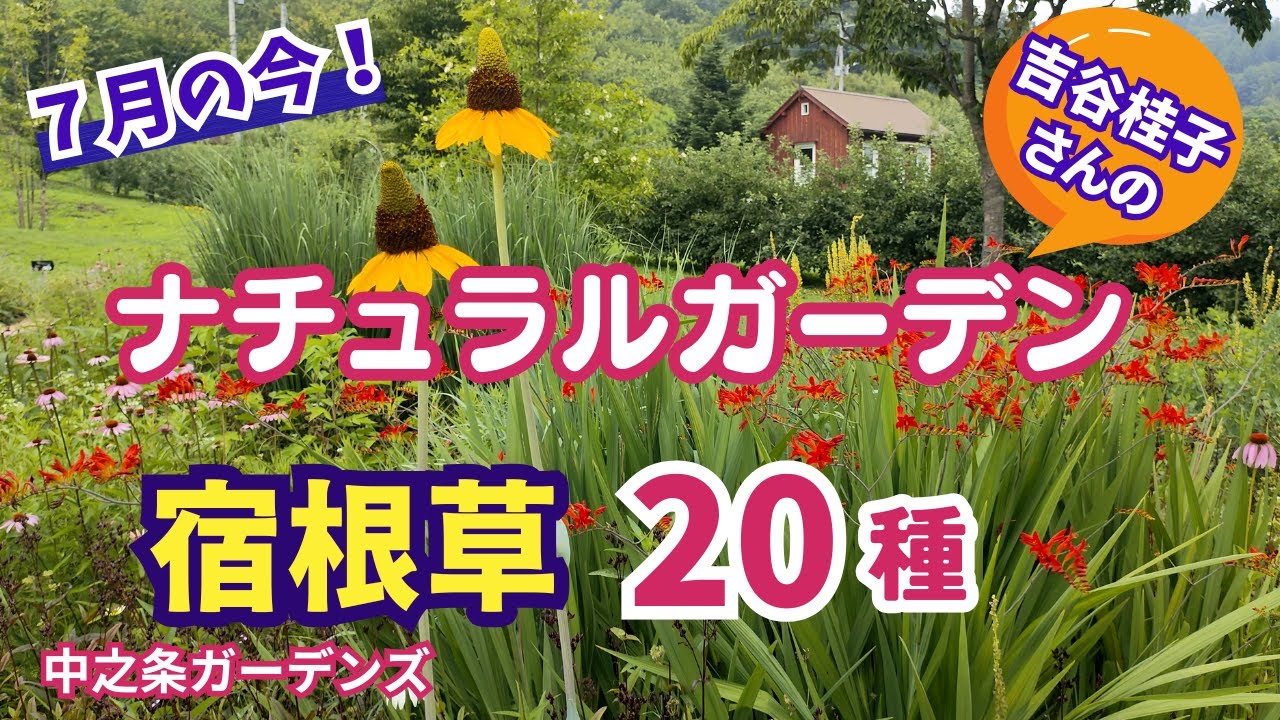 【ガーデニング】7月の今咲き誇る注目の宿根草20種！園芸家吉谷桂子さんが作るナチュラリスティックガーデンの様子を紹介！中之条ガーデンズ！園芸のプロから学ぶ！【群馬県中之条町】Gardening