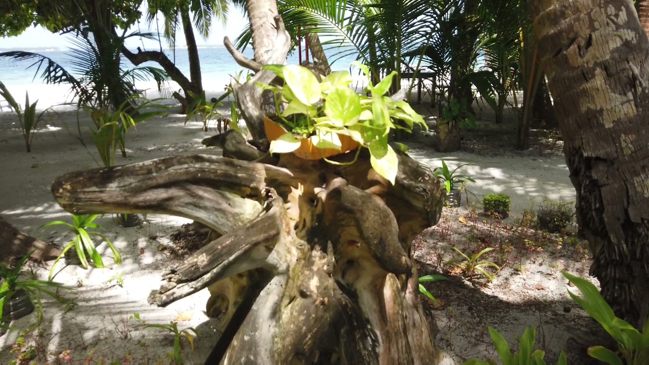 Paradise hotel on a paradise Island - LVIS Blancura, Dharavandhoo