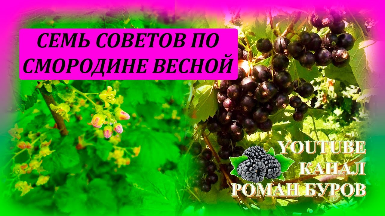 СЕМЬ советов по СМОРОДИНЕ весной для большого урожая летом Как ухаживать за смородиной #garden