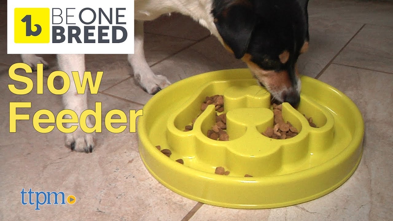 Slow Feeder Dog Bowl from BeOneBreed