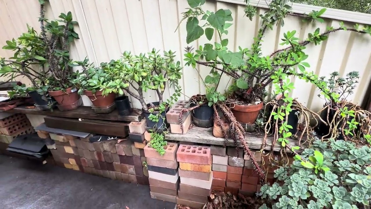 Dọn dẹp sân trước- Sydney 
