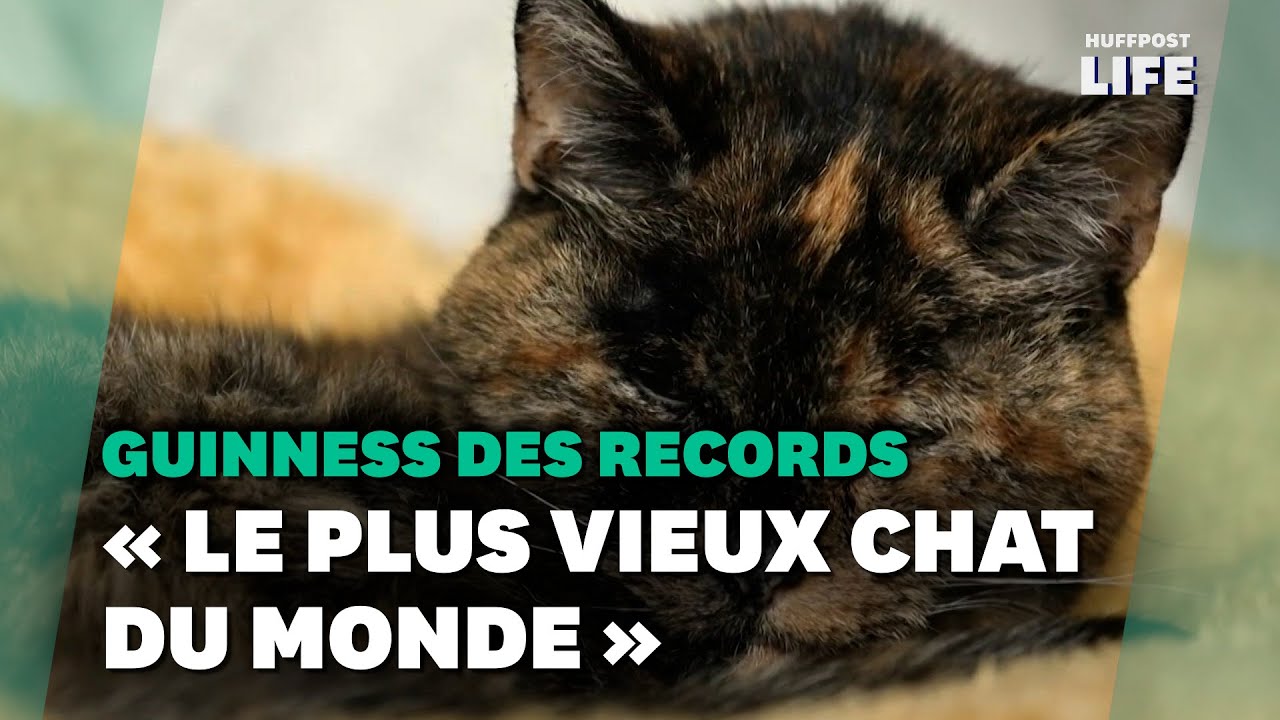 Le « plus vieux chat du monde » s’appelle Flossie et il a presque 27 ans