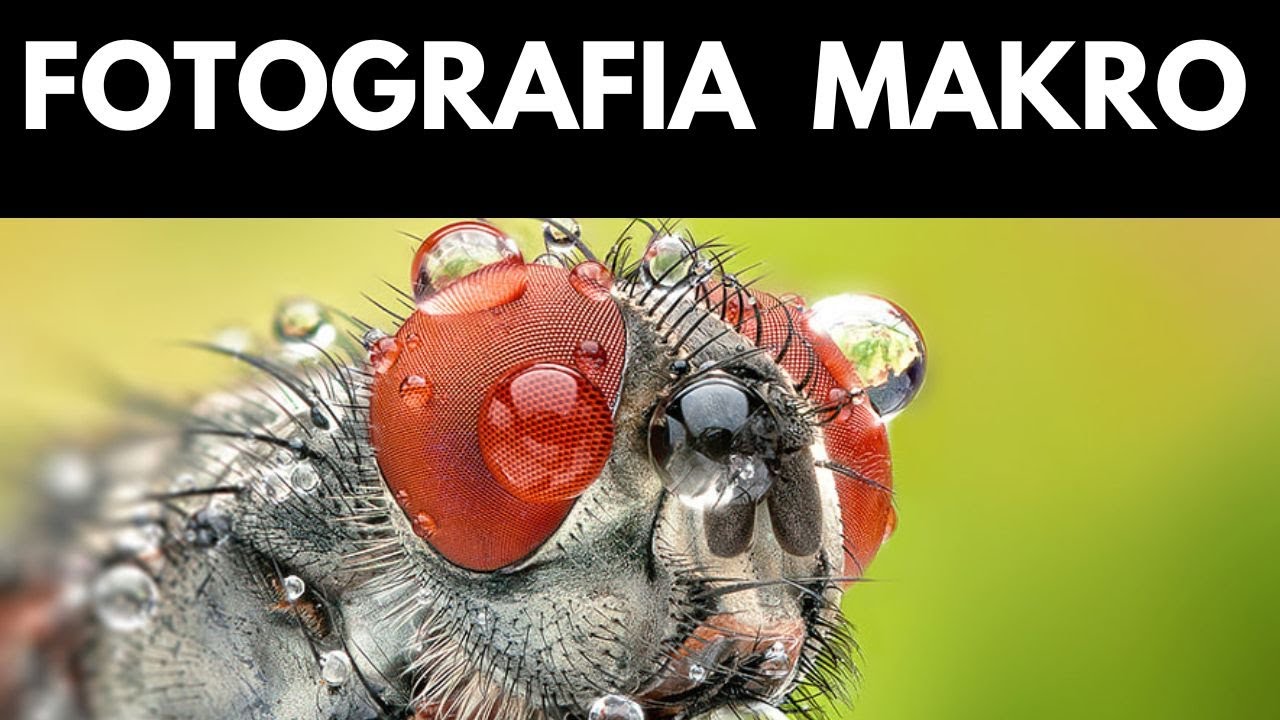 Fotografia MAKRO - co jak i czym