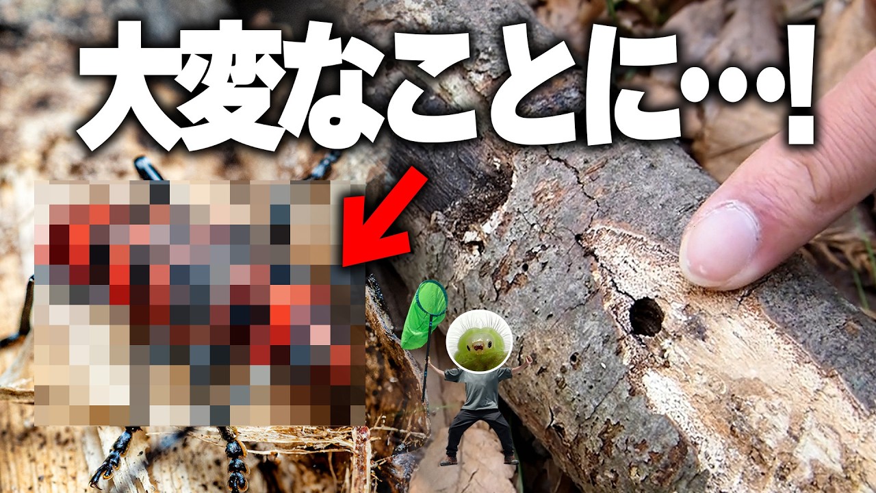 森に落ちてる枝を持って帰ると大変なことになります