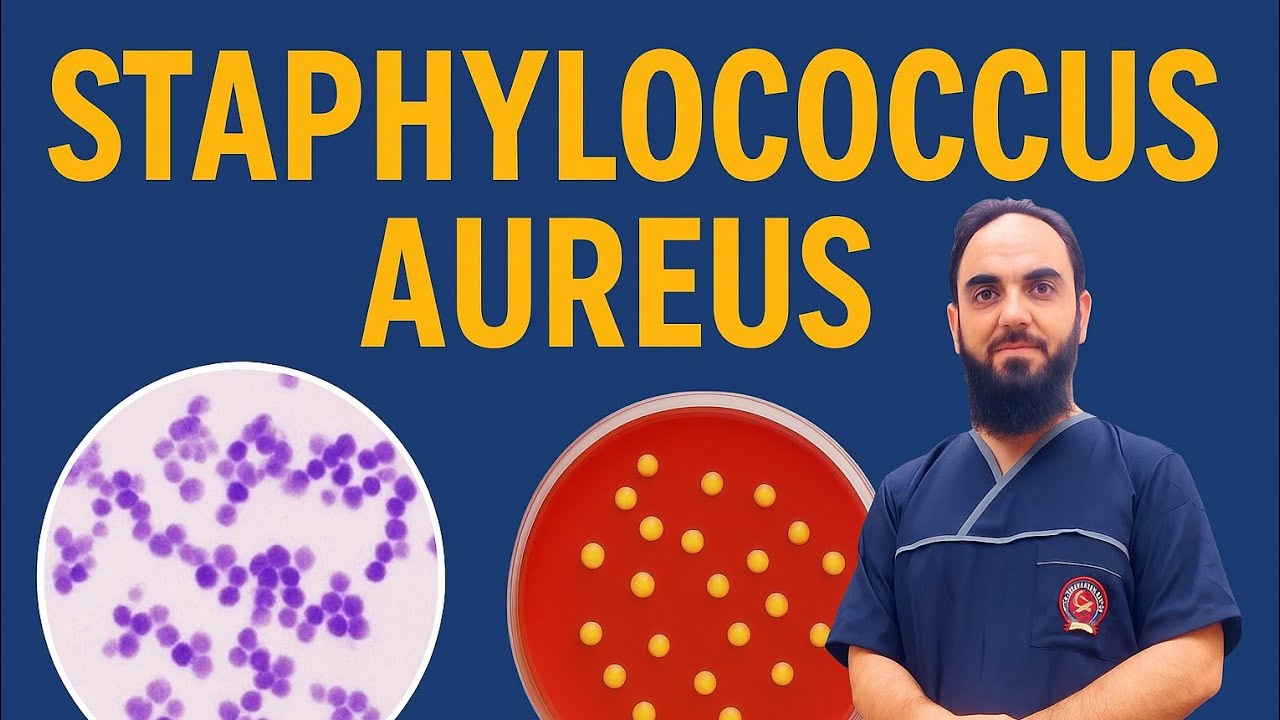 Staphylococcus aureus (MRSA): isolation, identification and clinical importance