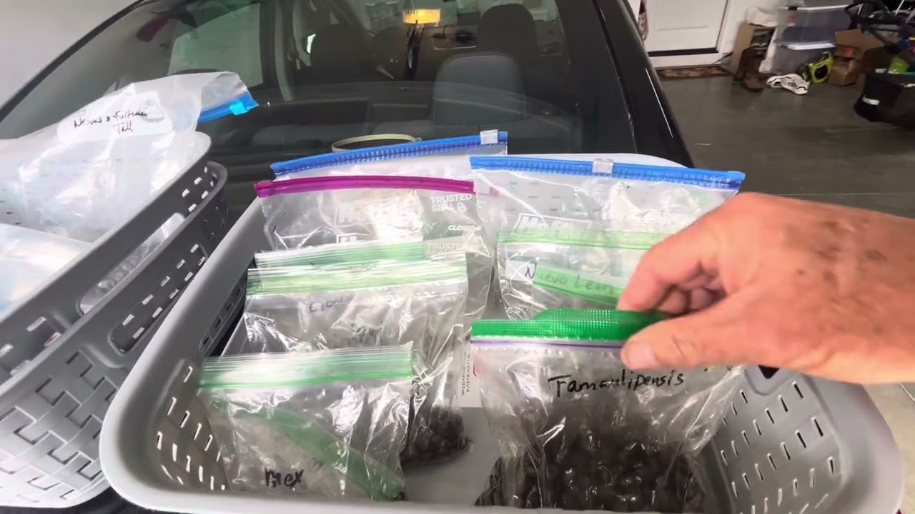 Palm seeds available through my Etsy shop: 