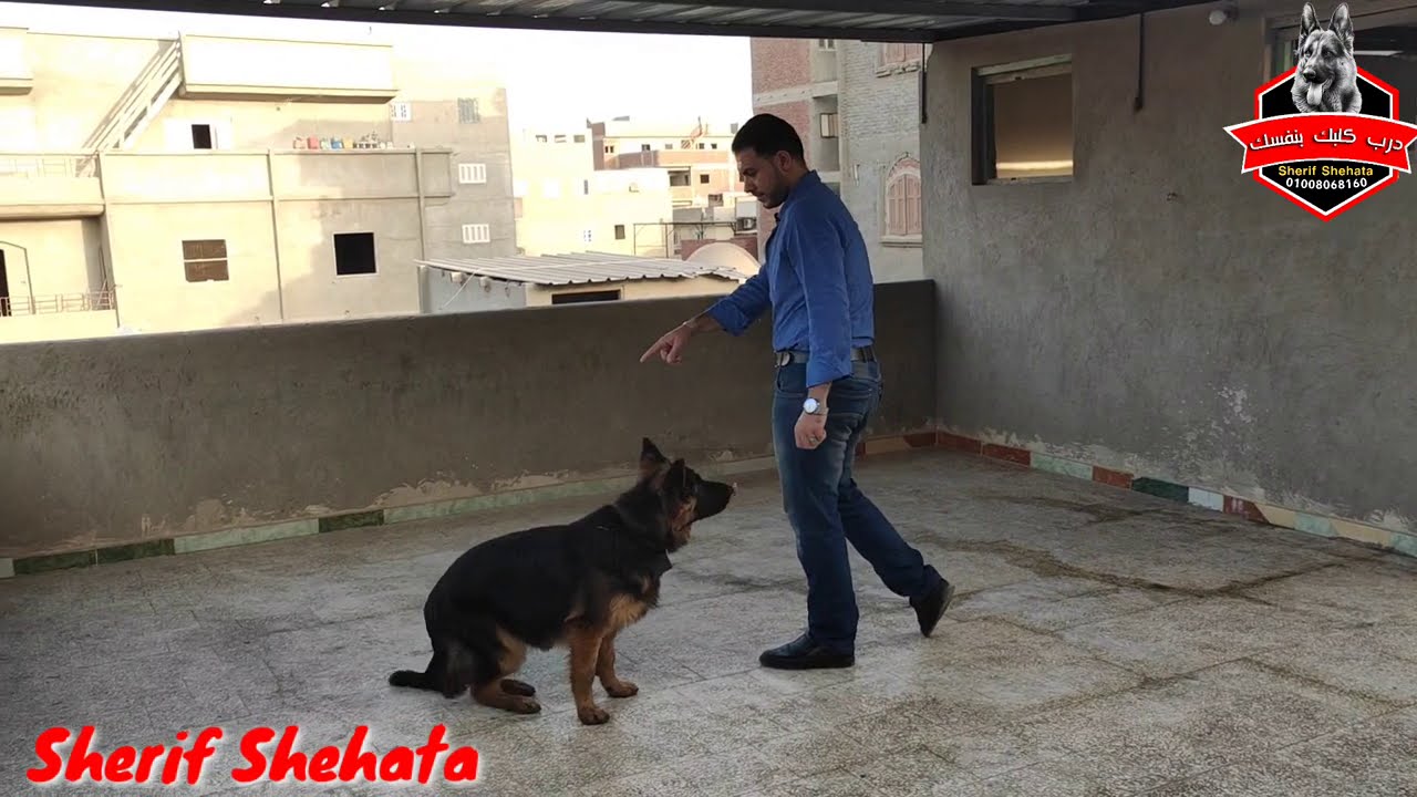 ازاي تدرب كلبك علي امر هيل تعالا جنبي here او heel تدريبات الطاعه مع كابتن شريف شحاته