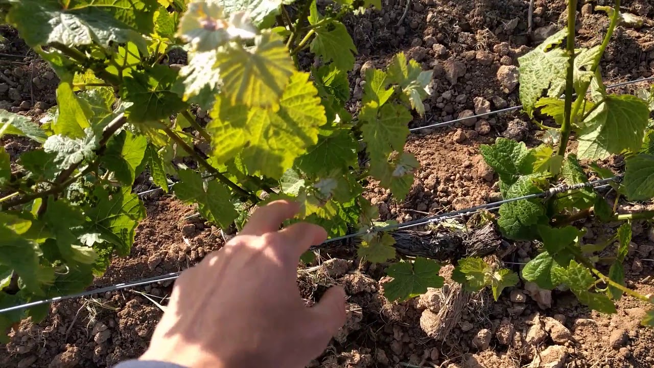 Incremento productivo con cambio de conducción