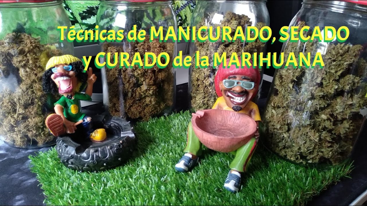 Como MANICURAR, SECAR  y CONSERVAR la Marihuana🌱