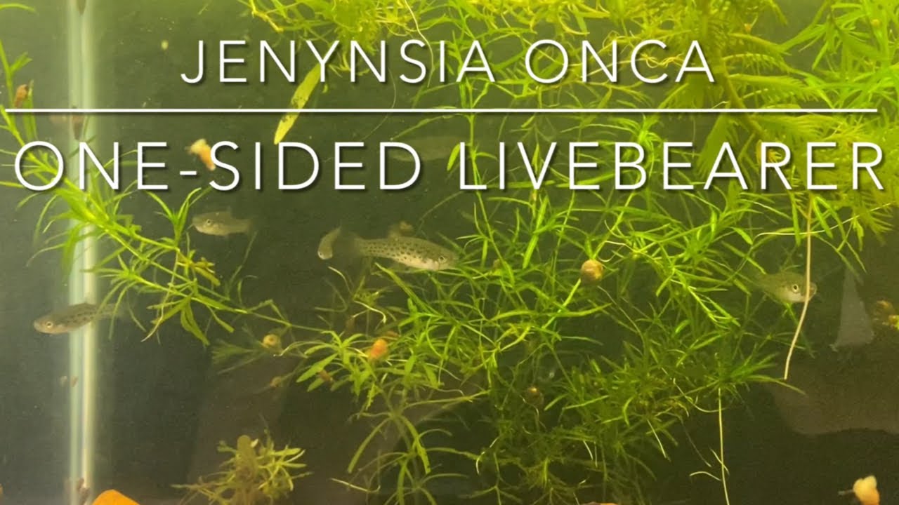 One-sided Livebearers: A Beautiful Wild Type Live Bearer