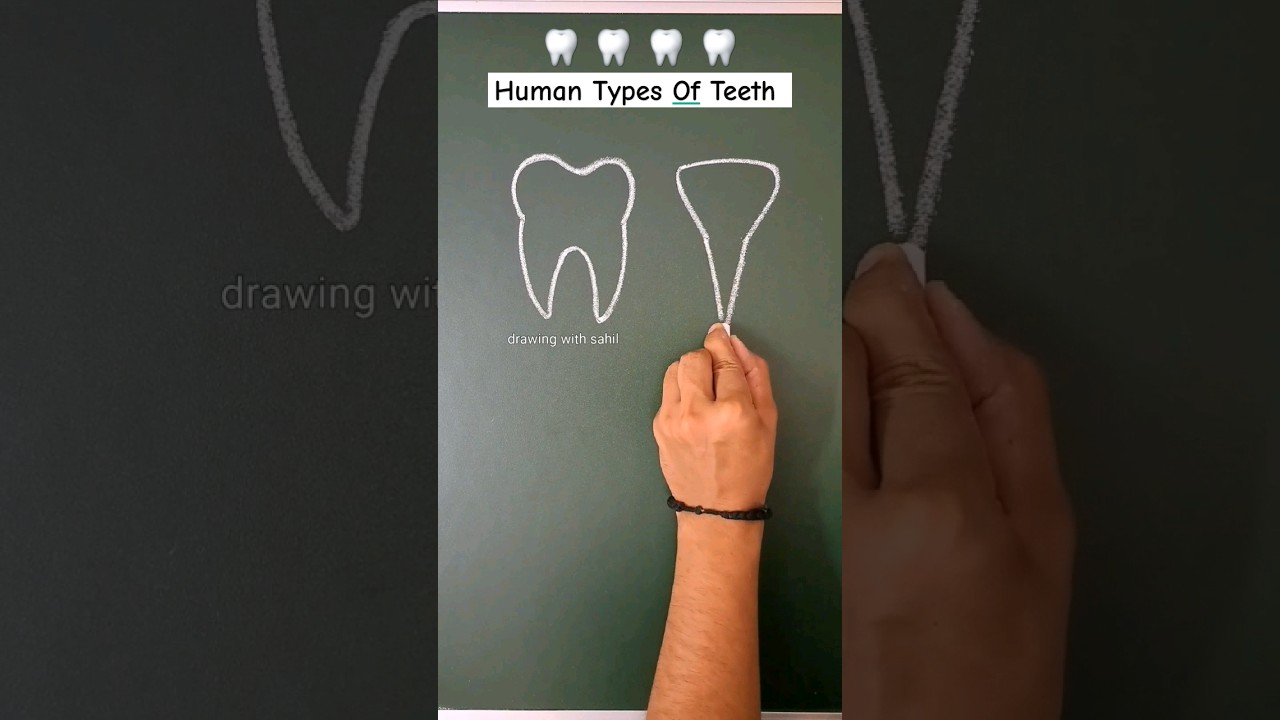 Human different types of teeth 🦷 #shorts #short #shortsvideo #shortsfeed #youtubeshorts #teeth #art
