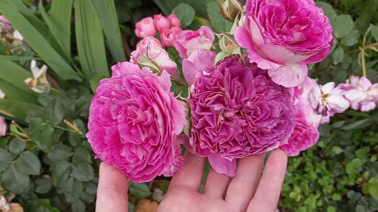 Похмурий ранок, перед дощем. Частинка новинок.#rose #flowers #garden