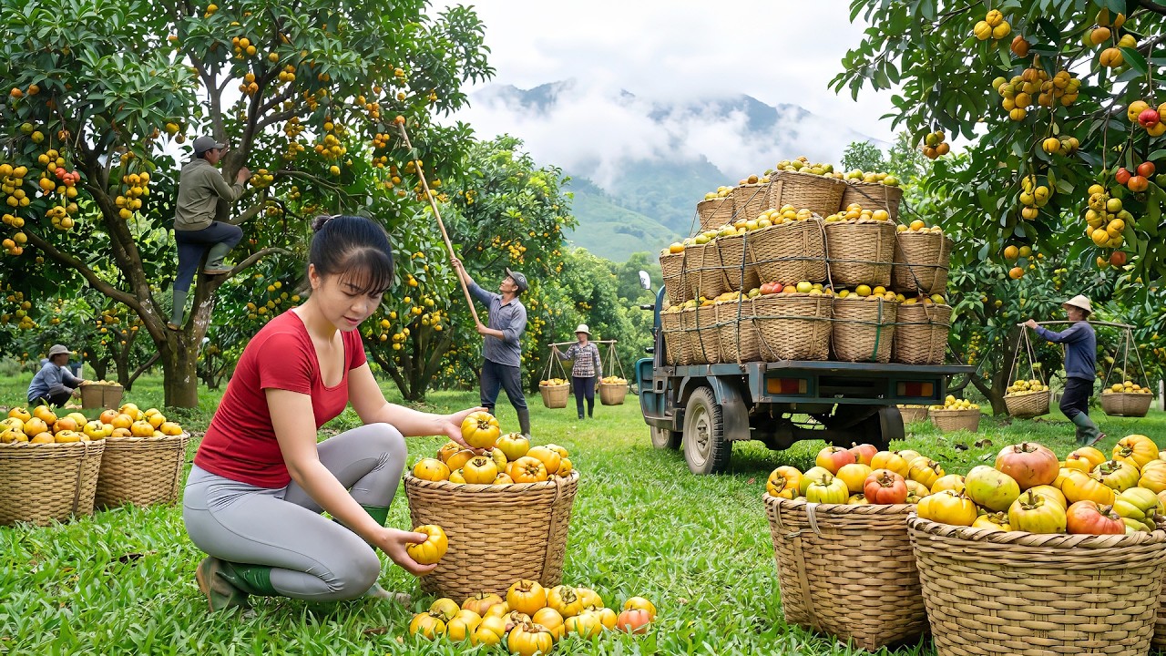 Harvesting Garcinia Cowa Sour Fruit To Sell At Market | Growing Eggplant