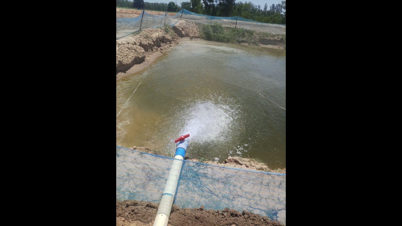 Zero Lagat mein Grass Carp 2kg || Agri Sons