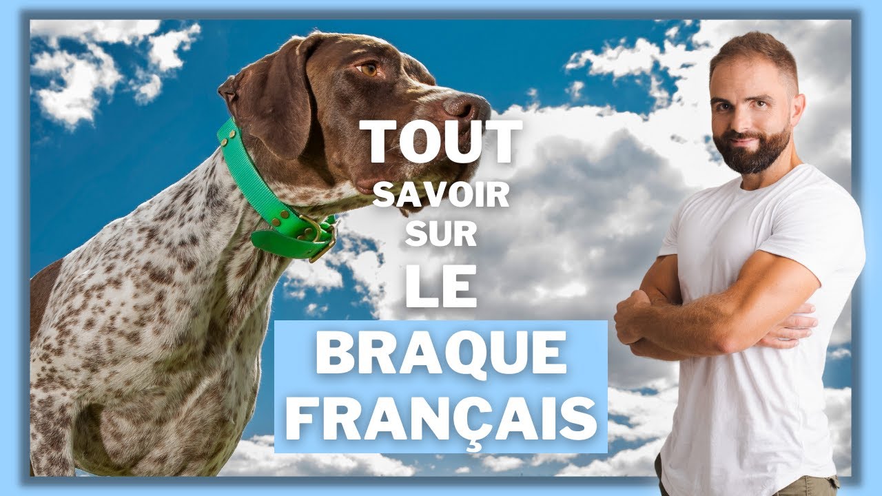 Race de chien Braque Fran&ccedil;ais : caract&egrave;re, dressage, comportement, sant&eacute; de ce chien de race...
