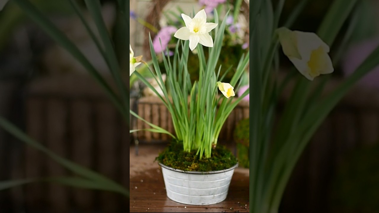 Spring Container Ideas: Day 3 #gardening