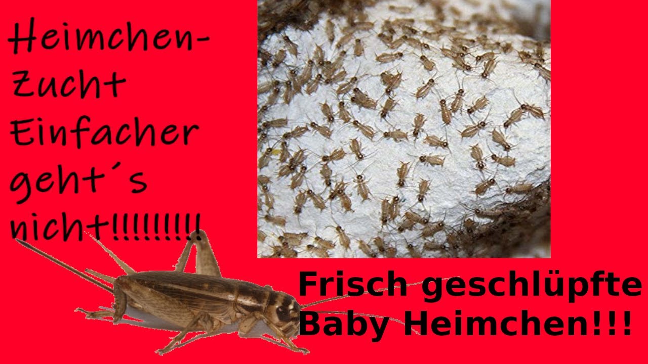 Heimchen zucht ohne viel Equipment! Dauer bis zum Nachwuchs + Equipment in der Beschreibung!