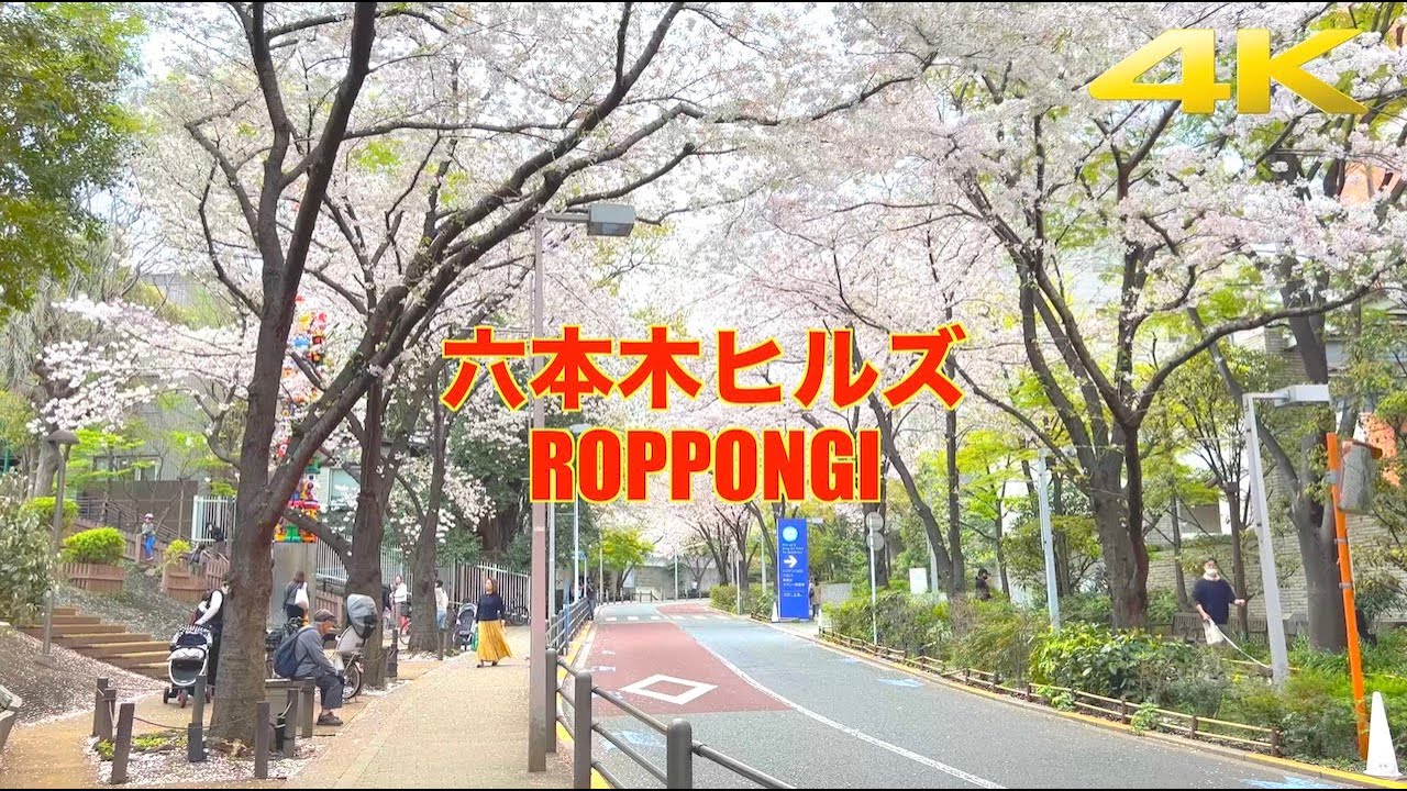 【4K】六本木散歩 | さくら坂〜けやき坂 | 六本木ヒルズの桜 お花見 | Roppongi | Sakurazaka | Cherry Blossom | Tokyo Walk