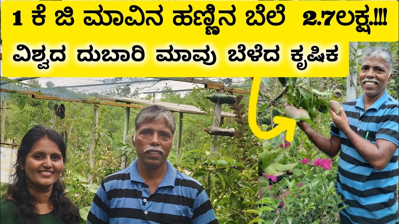 ಈ ಮಾವಿನ ಹಣ್ಣಿನ ಬೆಲೆ 2.7ಲಕ್ಷ.!!! ತಾರಸಿ ಕೃಷಿಯಲ್ಲಿ ಸಾಧನೆ ತೋರಿದ ಕೃಷಿಕ|Miyazaki Mango Plant