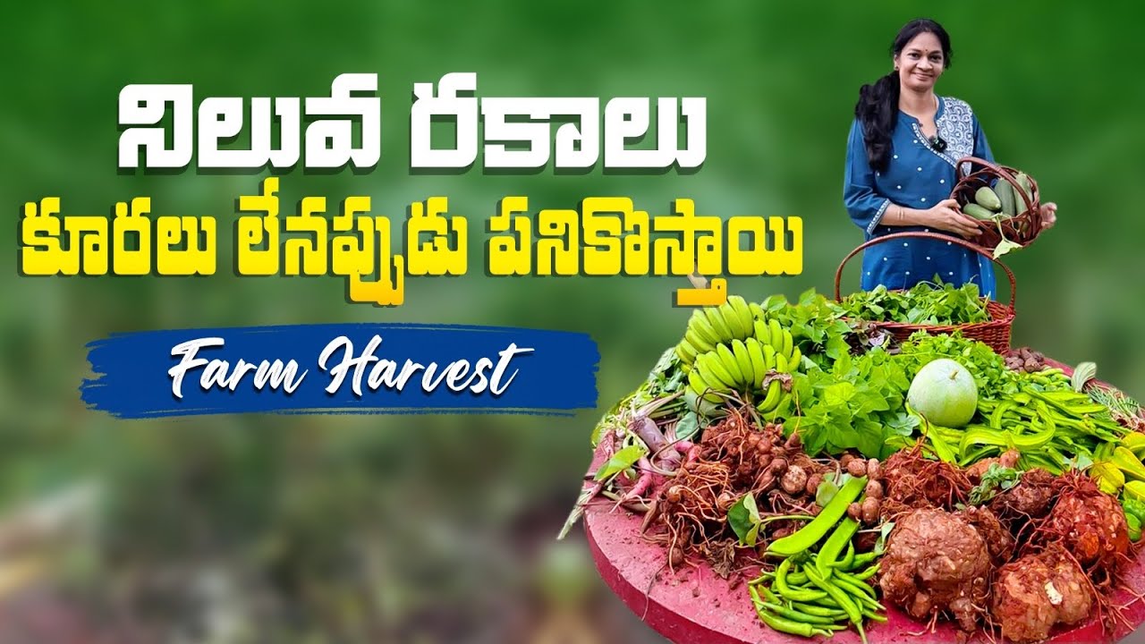Farm Harvest/ఒక్కోసారి కాసిన కాయకపోయినా ఇవి సేవ్ చేస్తాయి @MADGARDENER  #plants  #gardening  #garden