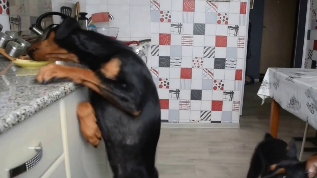 German Pinscher. Немецкий пинчер ворует сырники