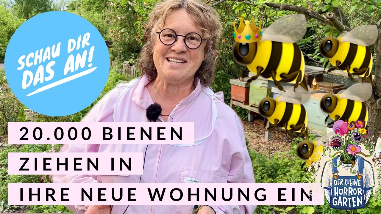 Bienenschwarm in Beute einlaufen lassen - ein unvergessliches Erlebnis