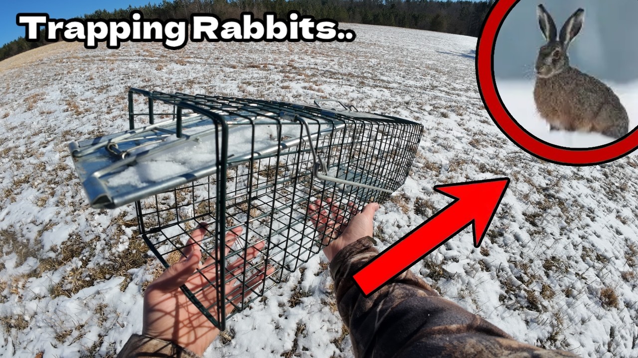Let's Go Rabbit Trapping!