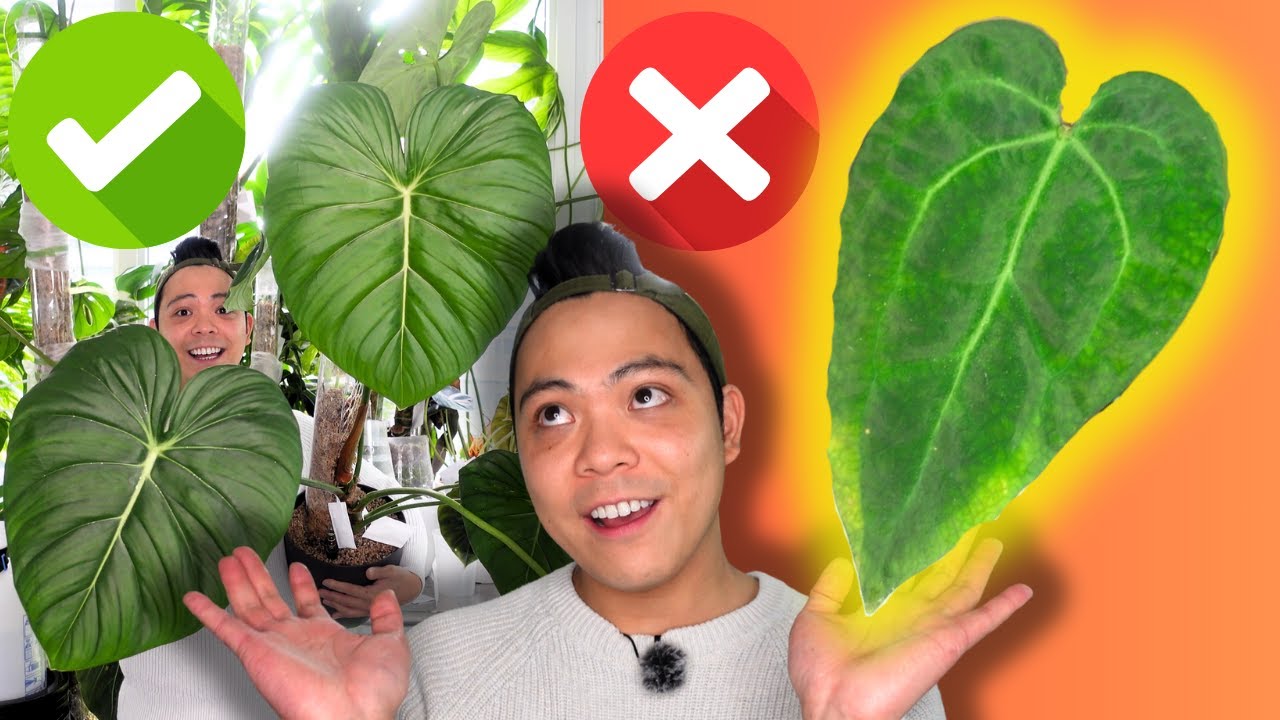 😮 5 Struggling Plants & 5 Favourite Houseplants | Philodendron, Monstera, Hoya, Anthurium, Alocasiq