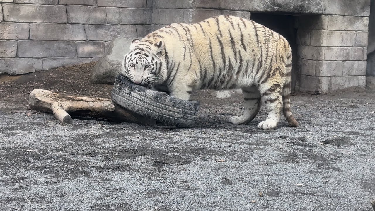 先にハクくんに遊ばせてあげて、自分は空いたら遊ぶ優しいコタくん😊　2月12日 東武動物公園　ホワイトタイガー