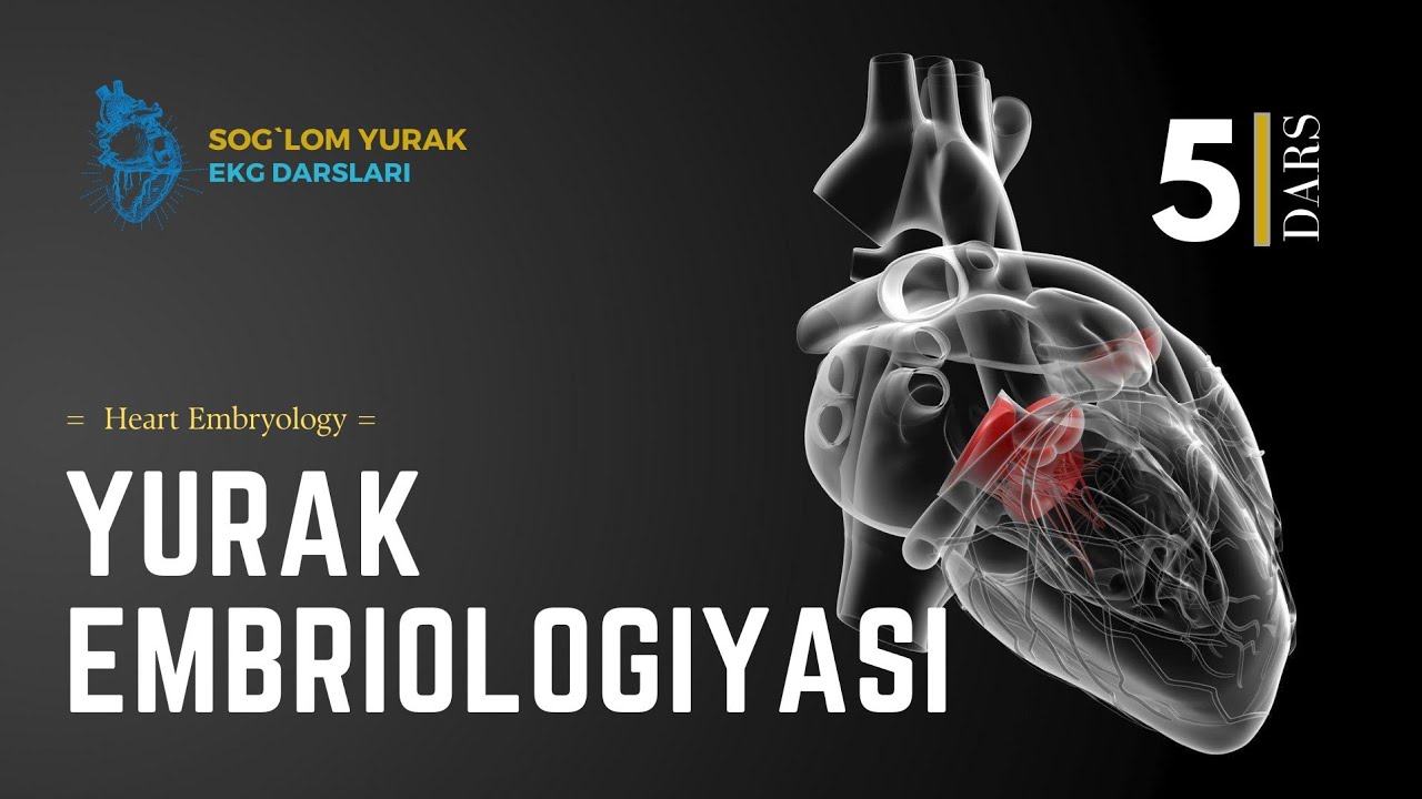 = Yurak Embriologiyasi = 1-qism = Heart Embryology =